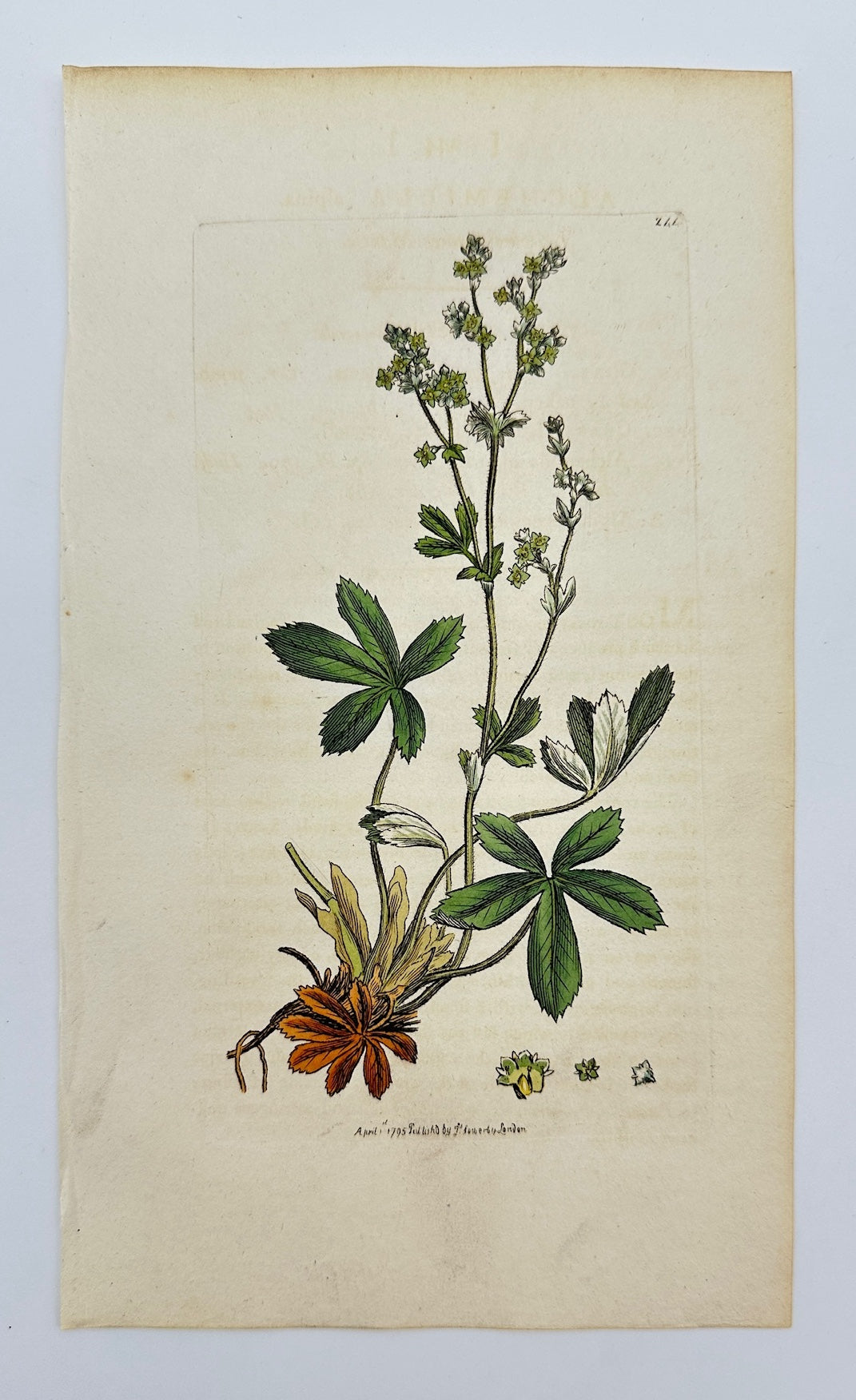 Antique Print - James Sowerby - Alchemilla Alpina - Alpine Lady's Mantle - F1