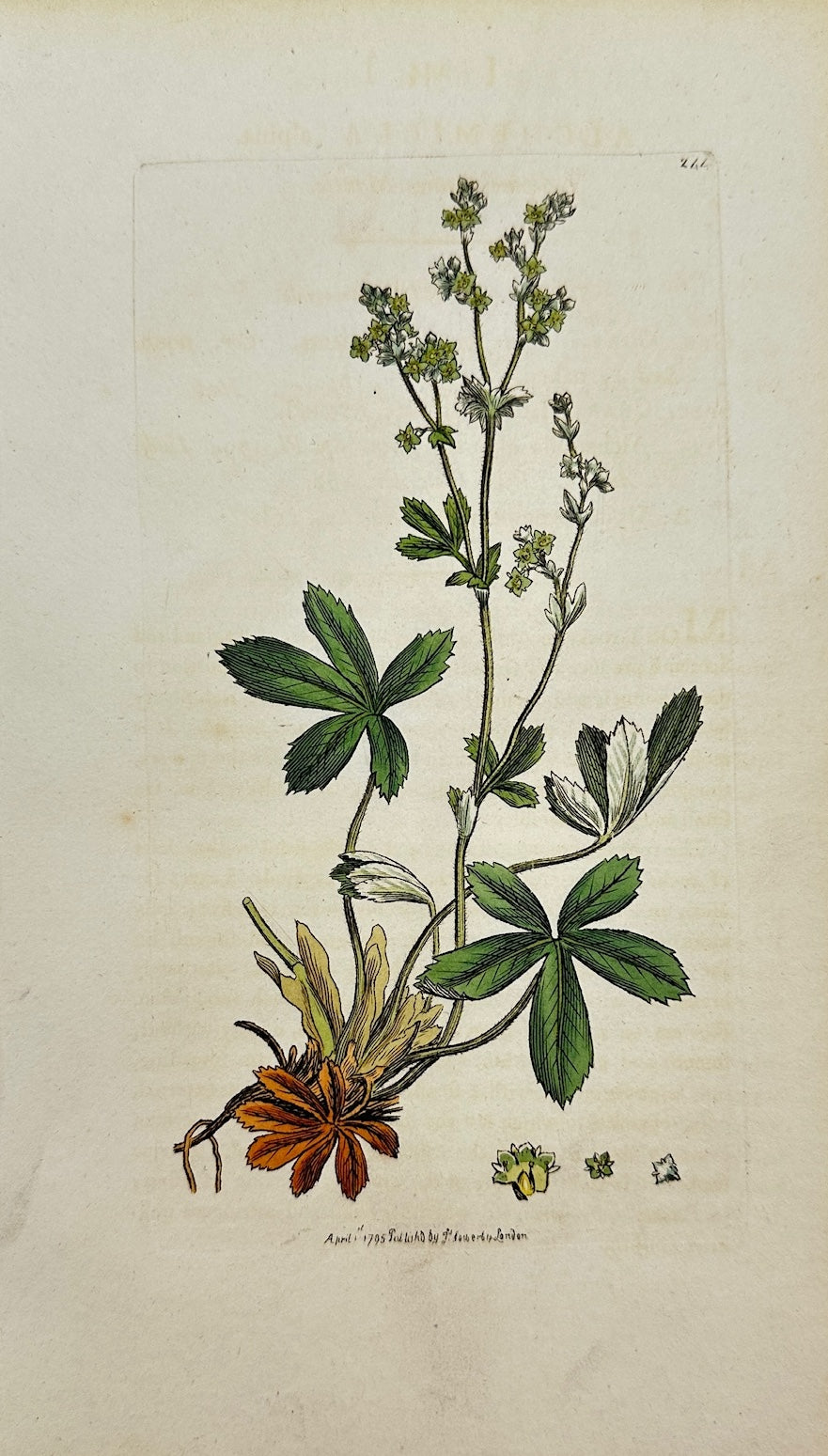 Antique Print - James Sowerby - Alchemilla Alpina - Alpine Lady's Mantle - F1