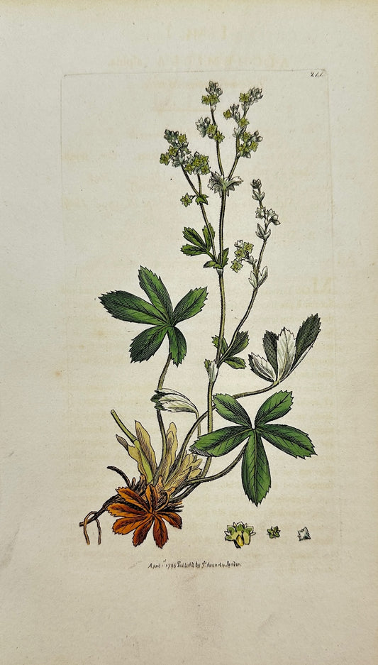 Antique Print - James Sowerby - Alchemilla Alpina - Alpine Lady's Mantle - F1