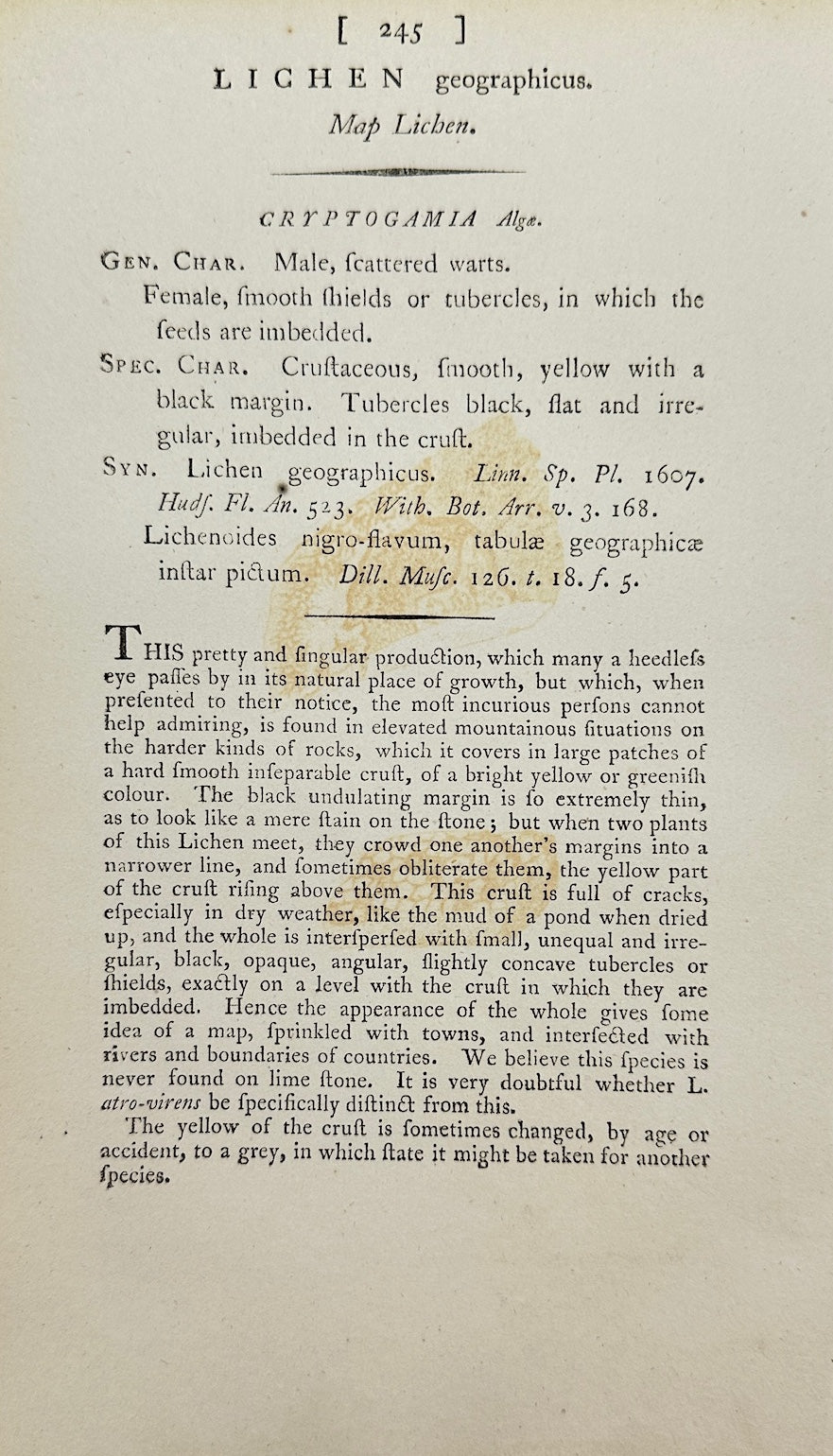Antique Print - James Sowerby - Lichen Geographicus - Geographical Lichen - F1