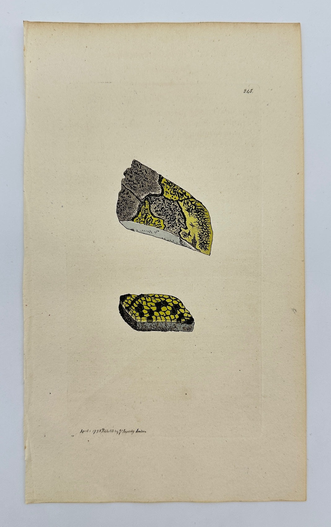 Antique Print - James Sowerby - Lichen Geographicus - Geographical Lichen - F1