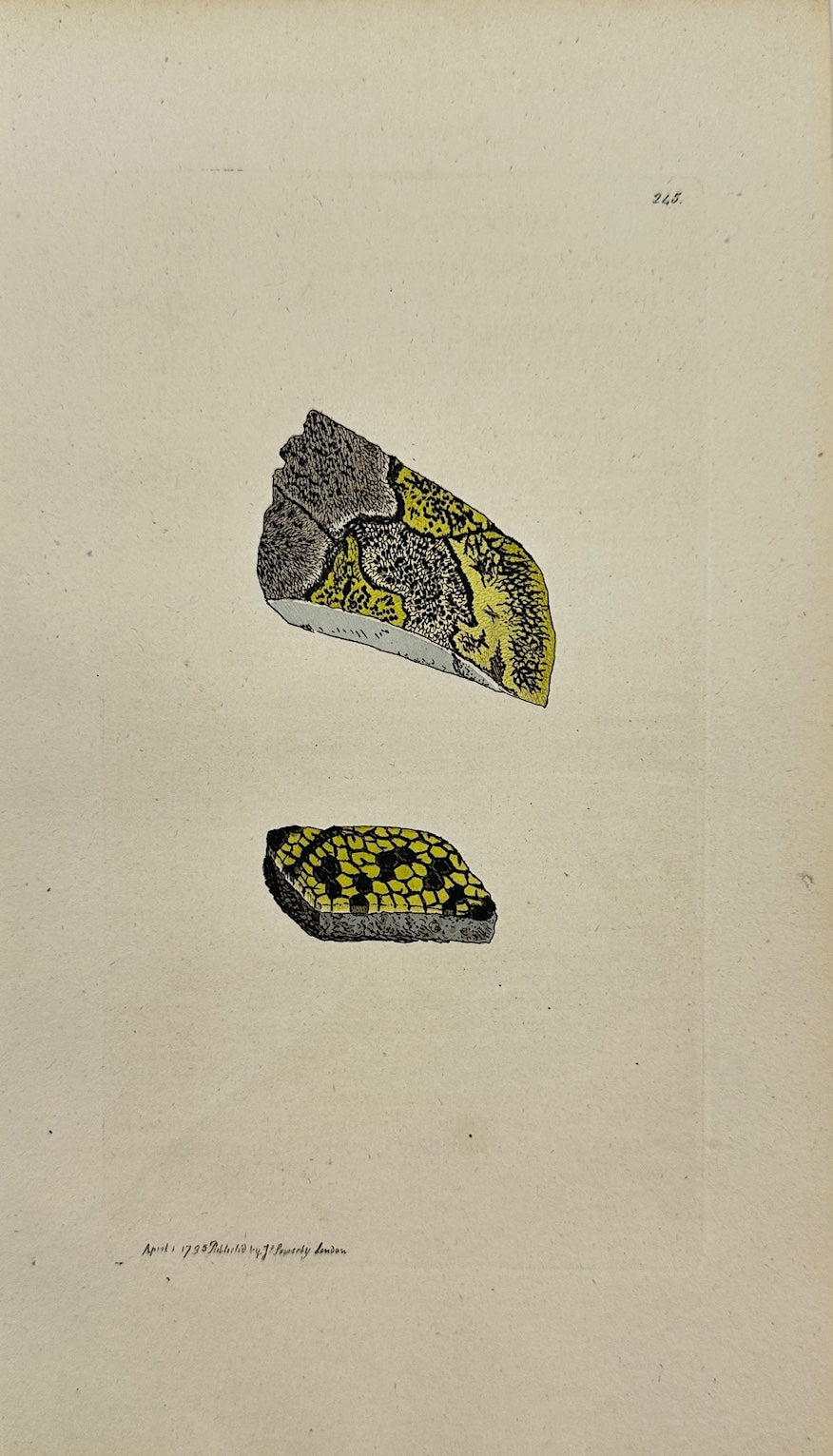 Antique Print - James Sowerby - Lichen Geographicus - Geographical Lichen - F1