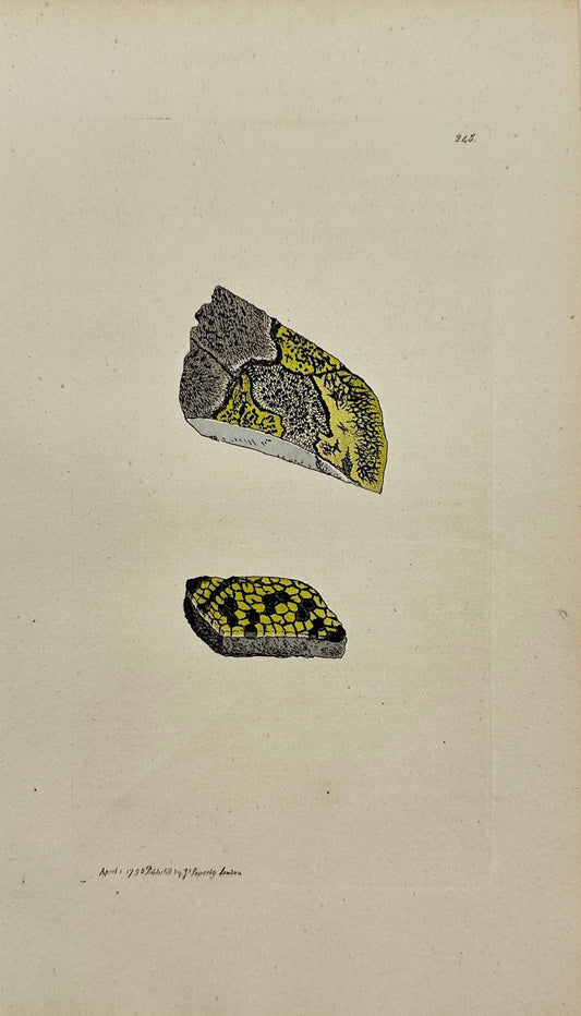 Antique Print - James Sowerby - Lichen Geographicus - Geographical Lichen - F1