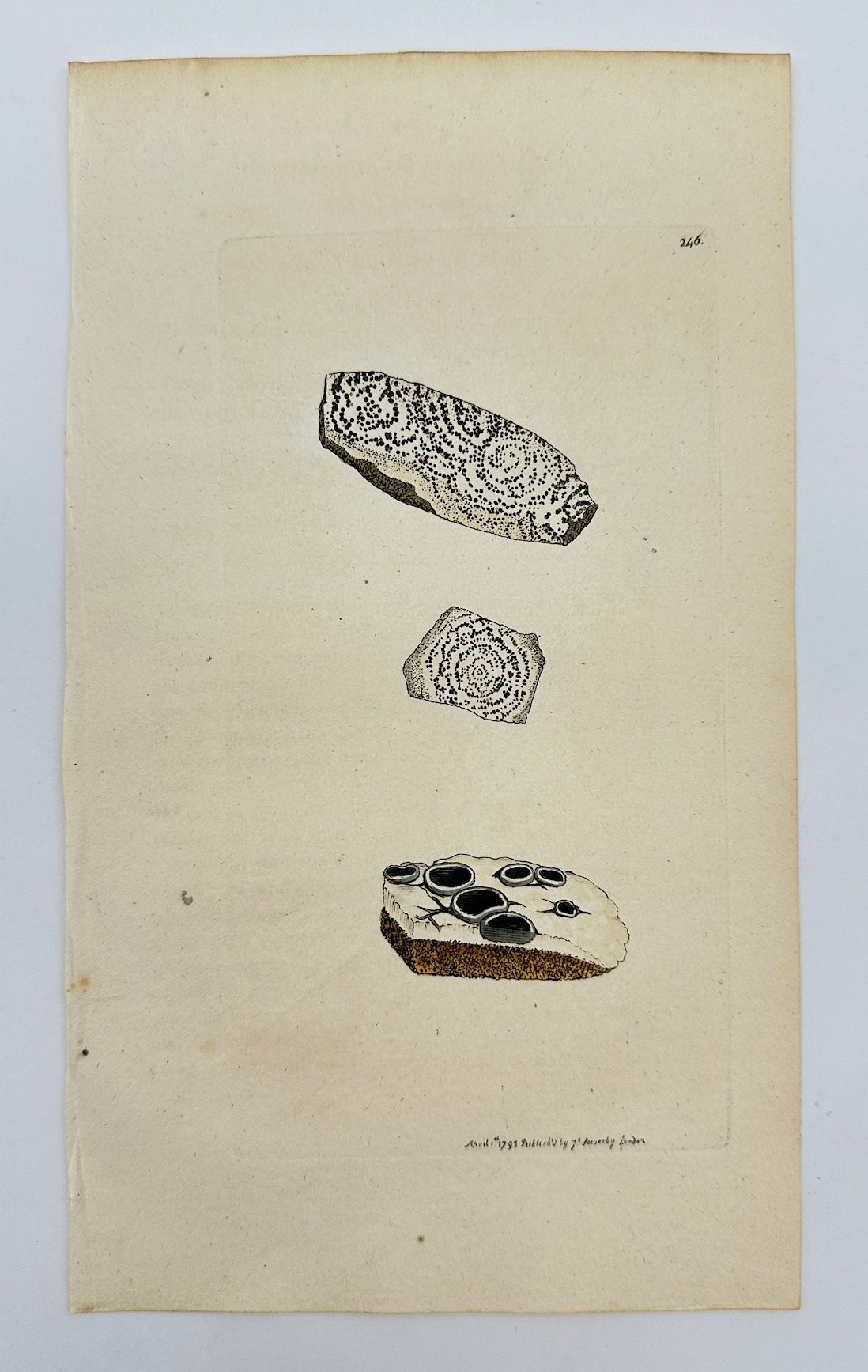 Antique Print - James Sowerby - Lichen Concentricus - Concentric Lichen - F1