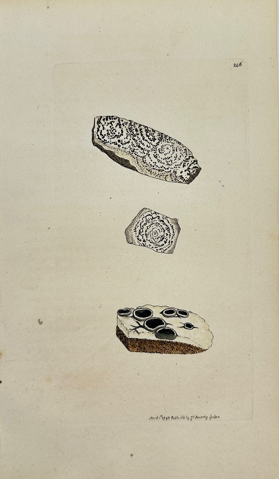 Antique Print - James Sowerby - Lichen Concentricus - Concentric Lichen - F1
