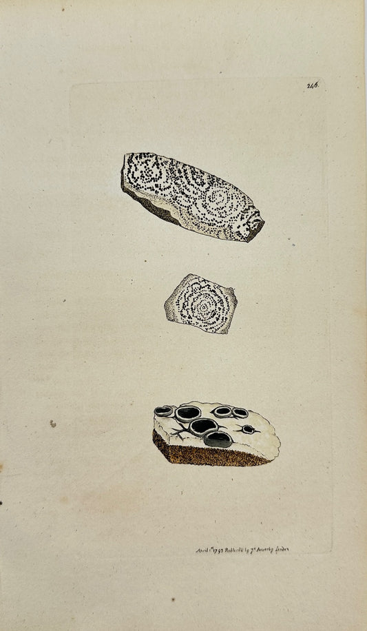 Antique Print - James Sowerby - Lichen Concentricus - Concentric Lichen - F1