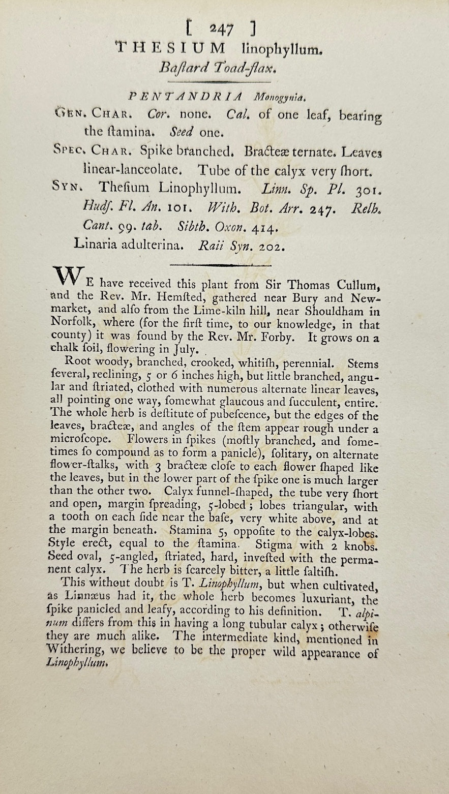 Antique Print - James Sowerby - Thesium Linophyllum - Flax-leaved Thesium - F1