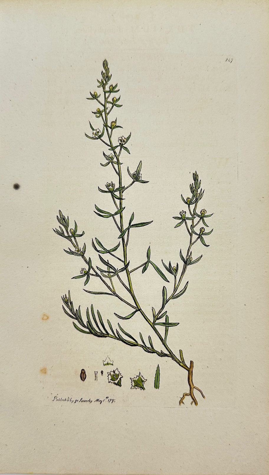 Antique Print - James Sowerby - Thesium Linophyllum - Flax-leaved Thesium - F1