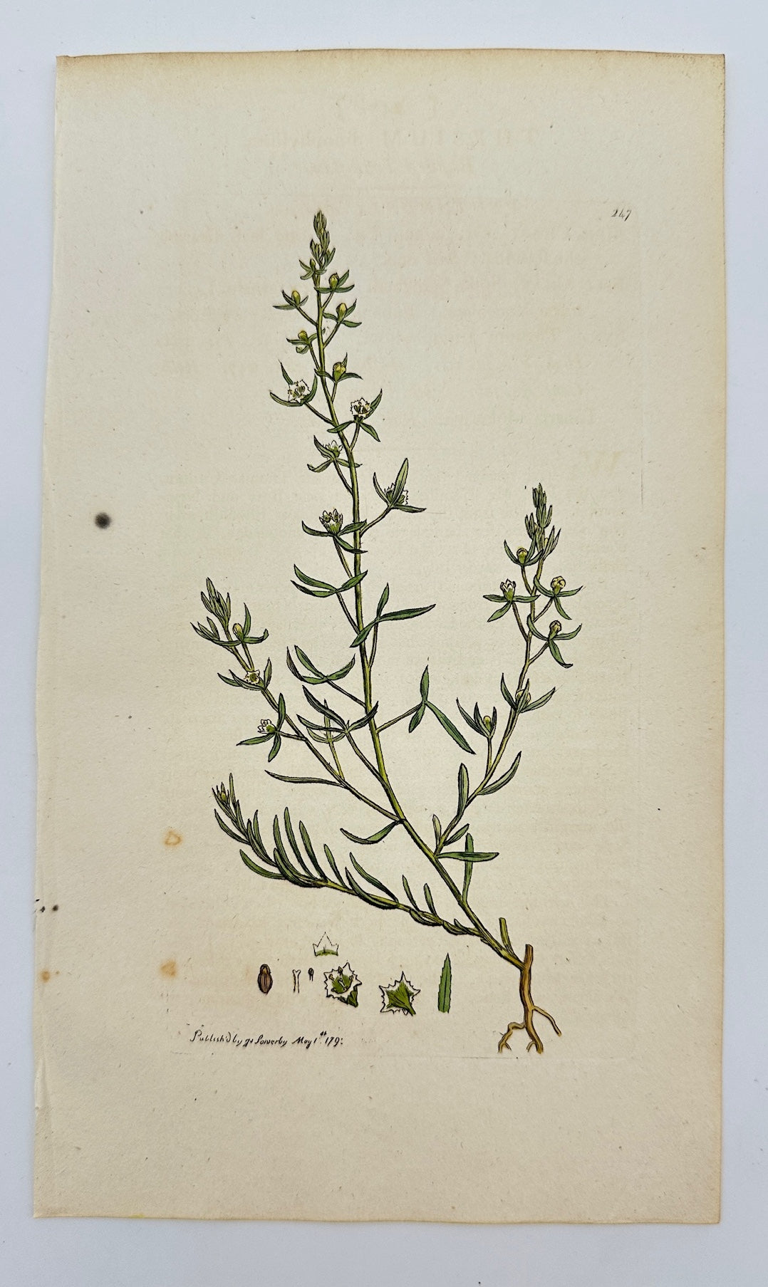 Antique Print - James Sowerby - Thesium Linophyllum - Flax-leaved Thesium - F1