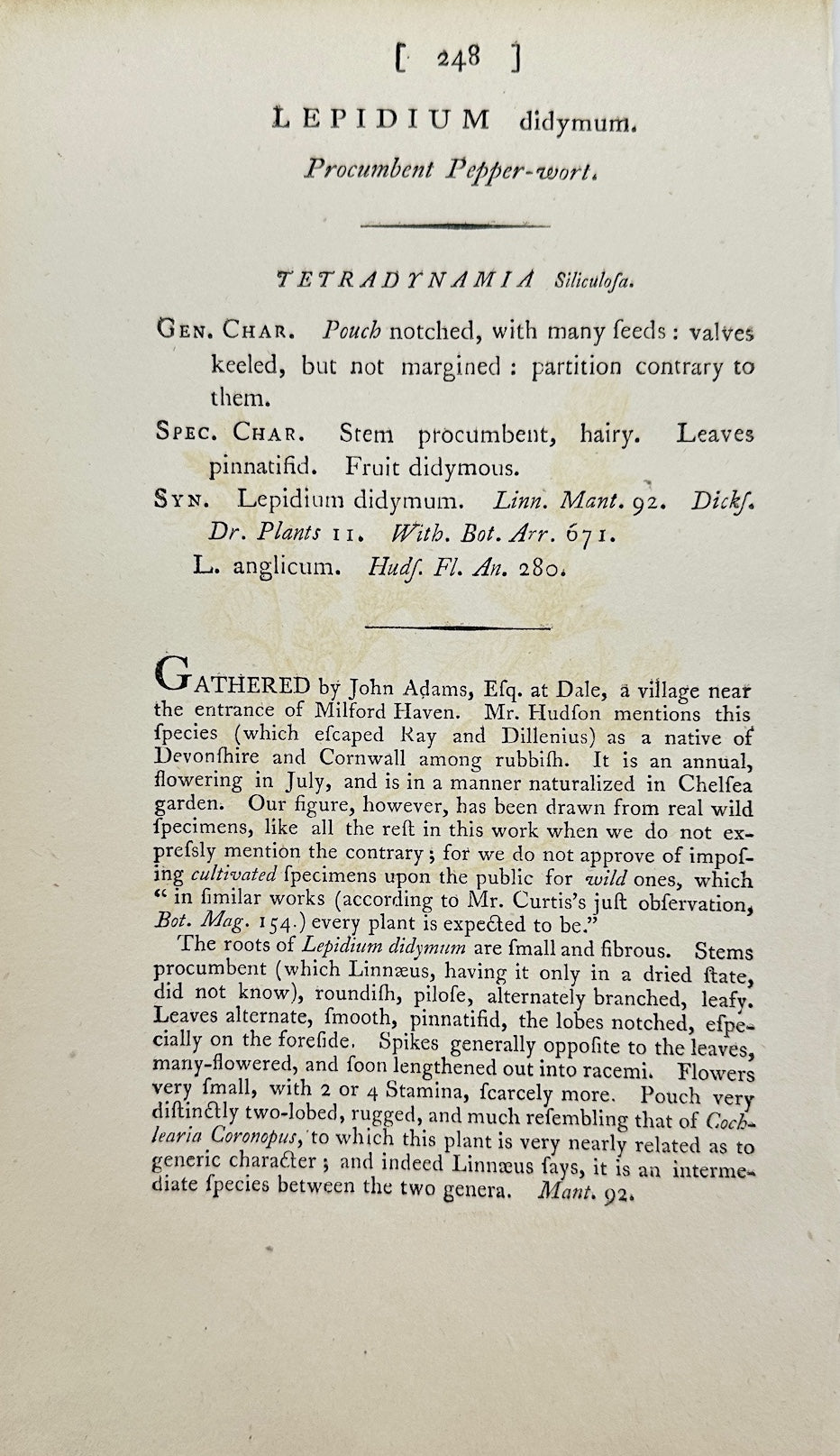 Antique Print - James Sowerby - Lepidium Didymum - Lesser Swinecress - F1