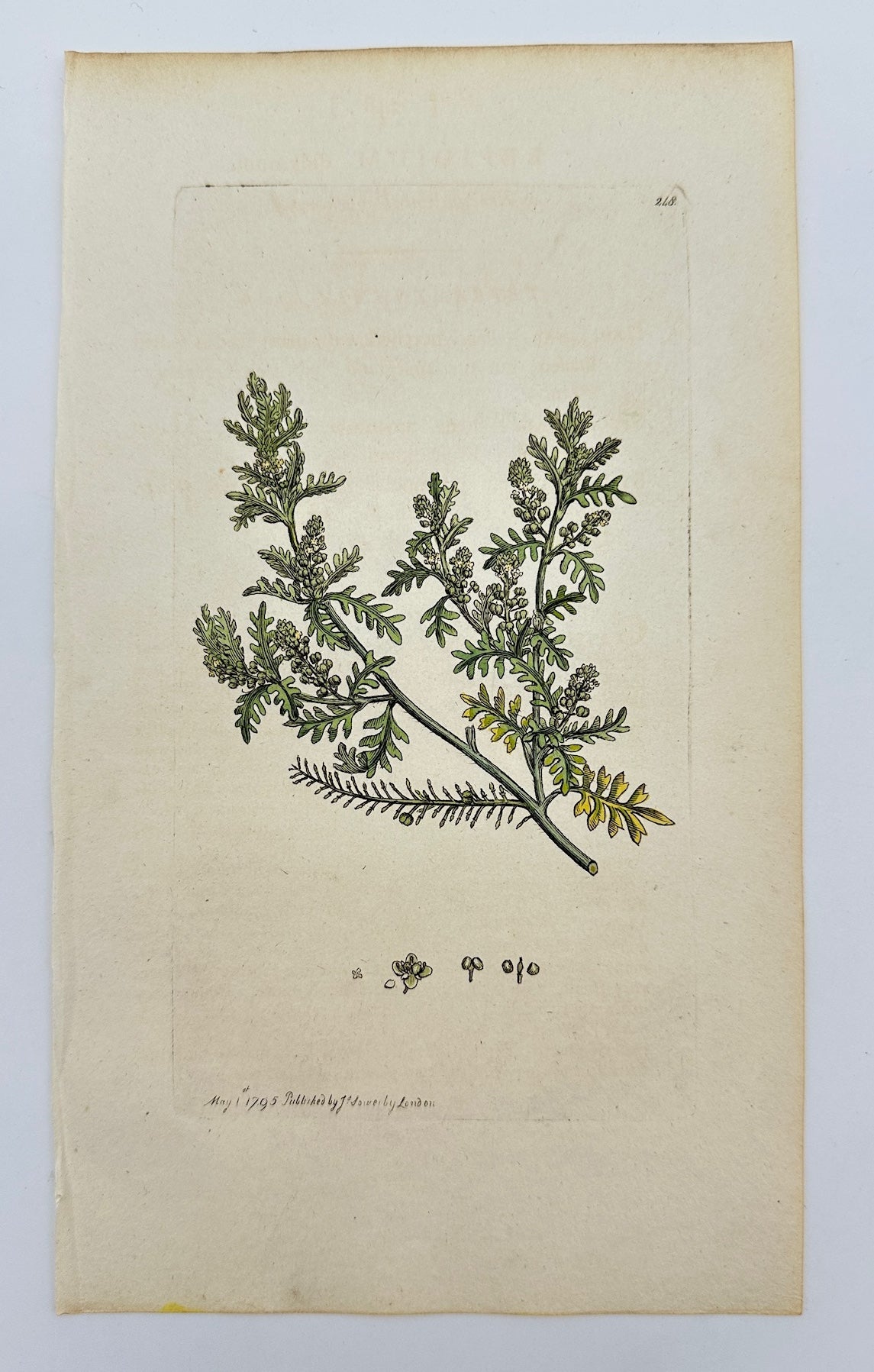 Antique Print - James Sowerby - Lepidium Didymum - Lesser Swinecress - F1