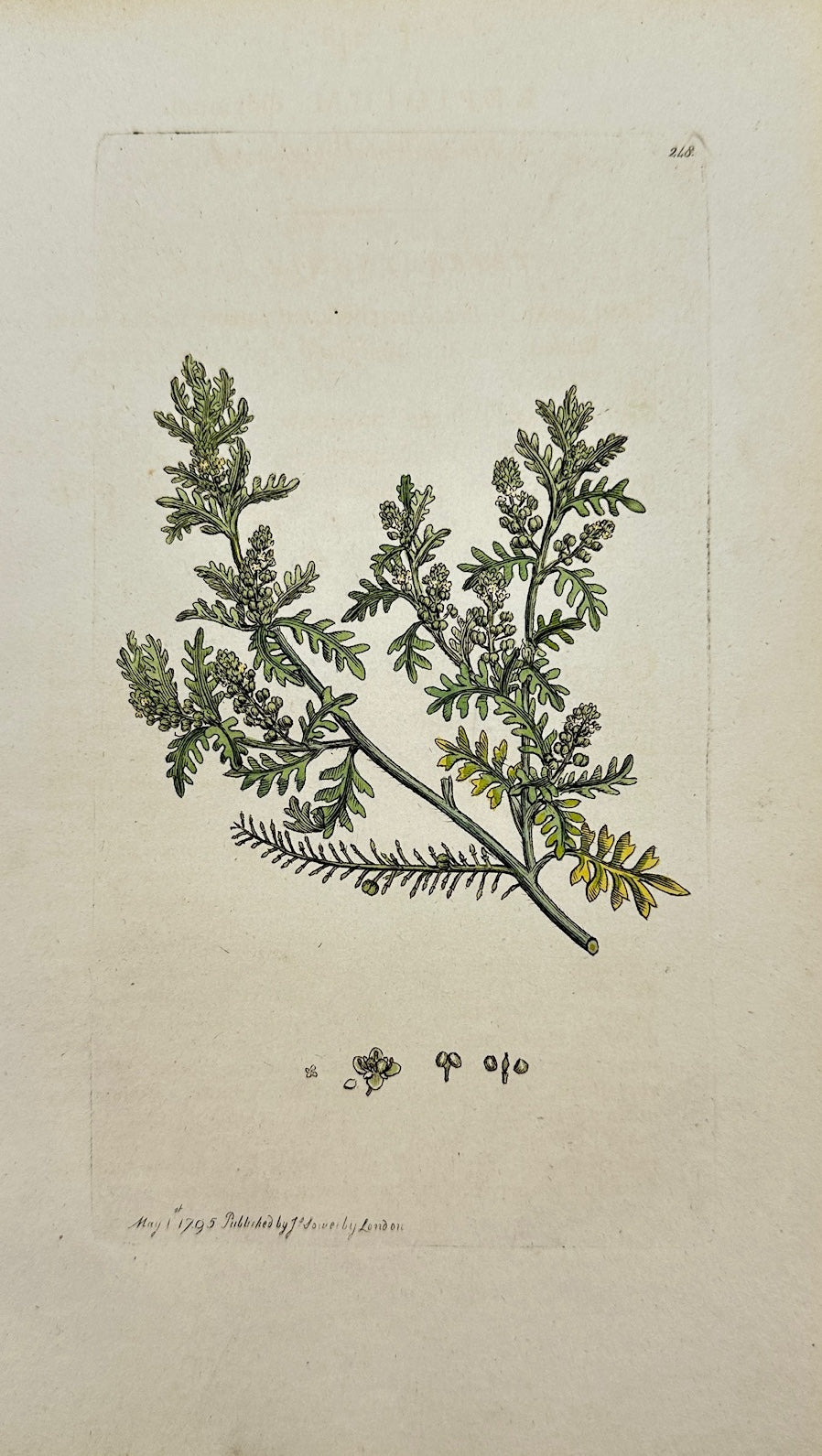 Antique Print - James Sowerby - Lepidium Didymum - Lesser Swinecress - F1