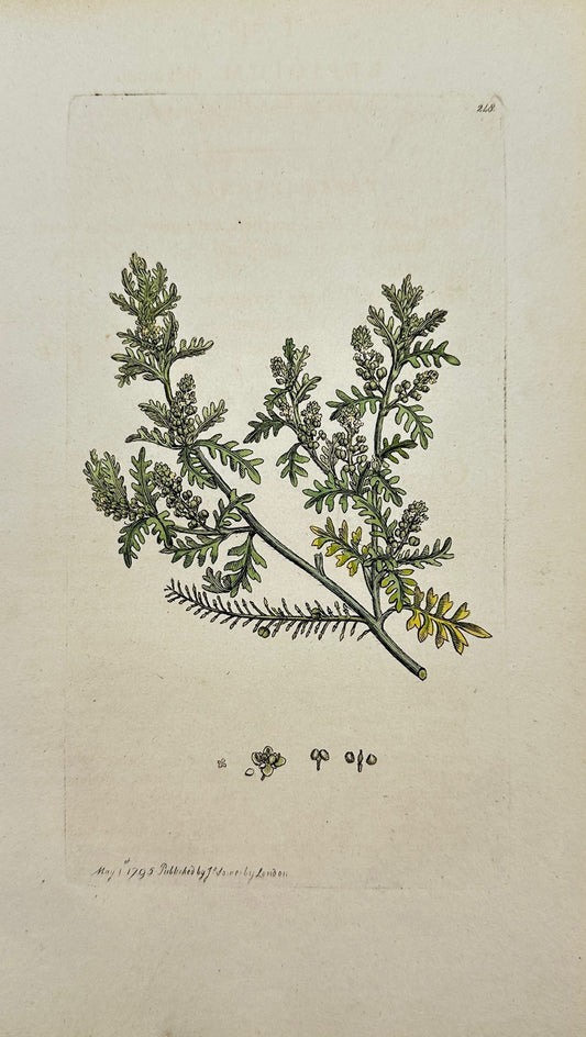 Antique Print - James Sowerby - Lepidium Didymum - Lesser Swinecress - F1