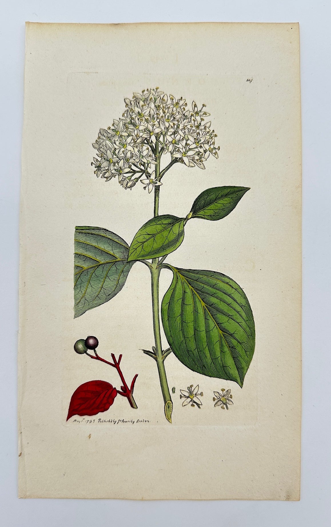 Antique Botanical Print - James Sowerby - Cornus Sanguinea - Common Dogwood - F1