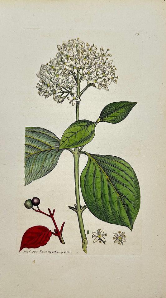 Antique Botanical Print - James Sowerby - Cornus Sanguinea - Common Dogwood - F1