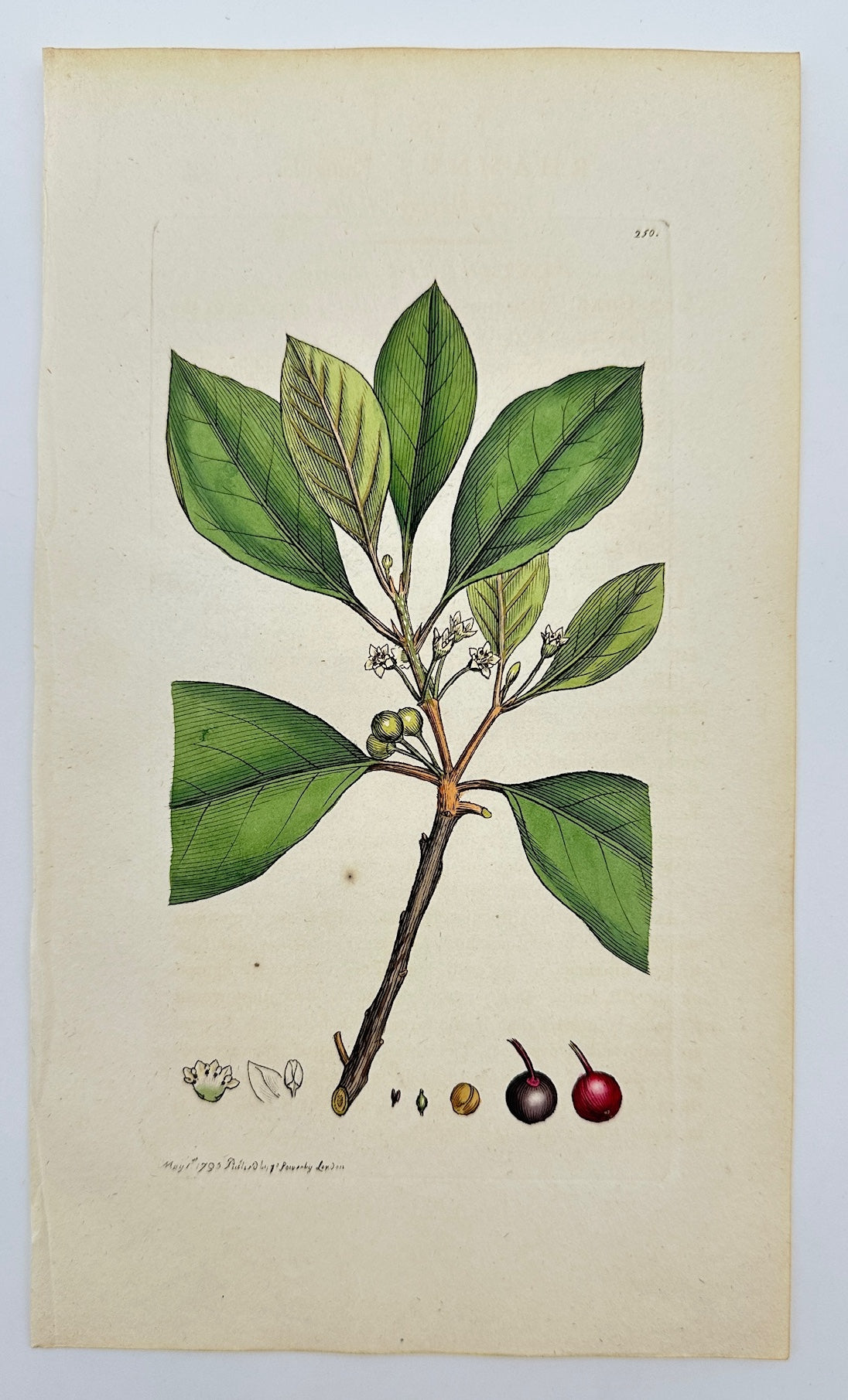Antique Print - James Sowerby - Rhamnus Frangula - Alder Buckthorn - F1