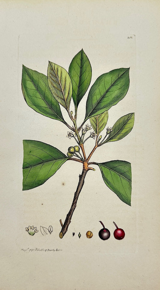 Antique Print - James Sowerby - Rhamnus Frangula - Alder Buckthorn - F1