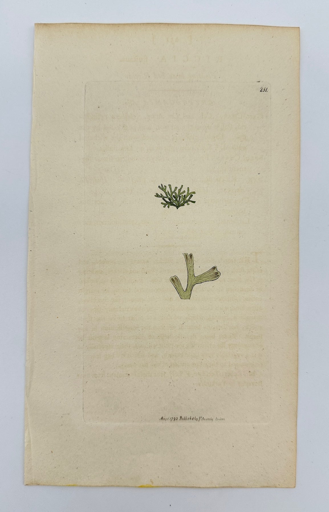Antique Print - James Sowerby - Ricciocarpus Fluitans - Ricciocarpus Natans - F1