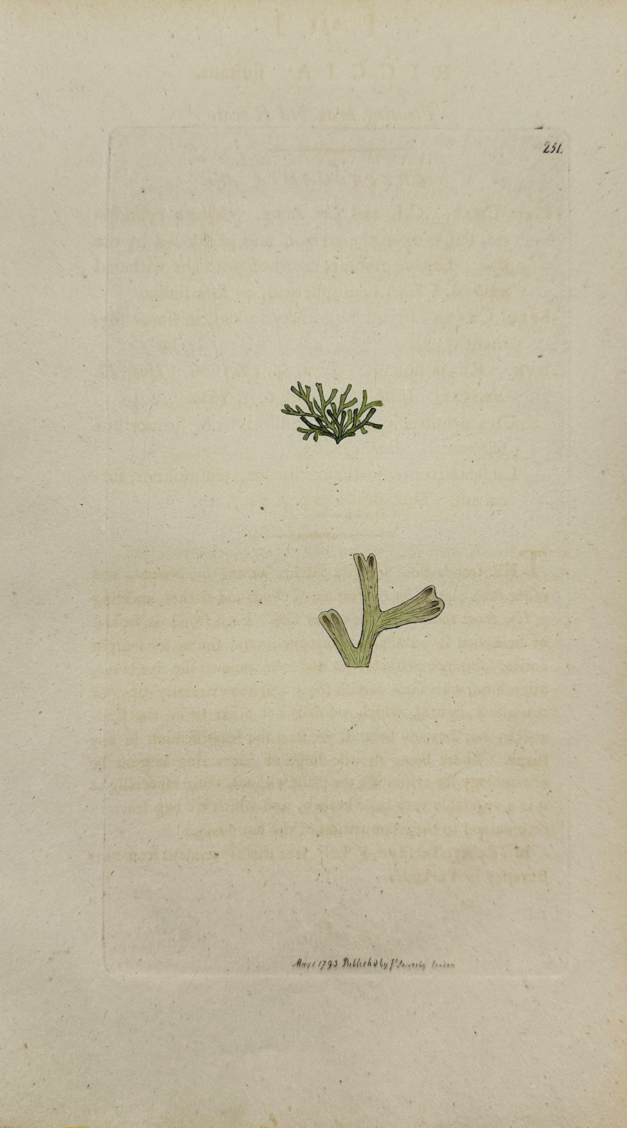 Antique Print - James Sowerby - Ricciocarpus Fluitans - Ricciocarpus Natans - F1