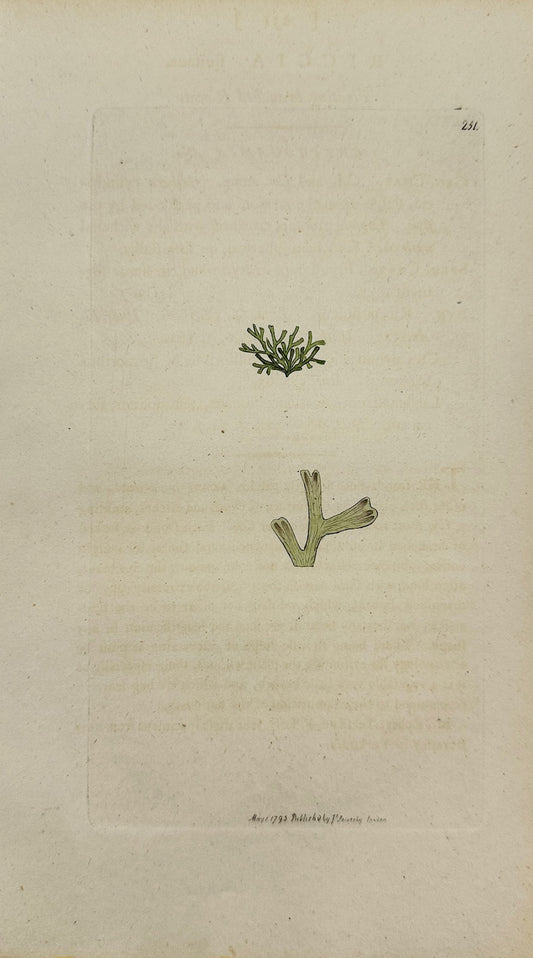 Antique Print - James Sowerby - Ricciocarpus Fluitans - Ricciocarpus Natans - F1