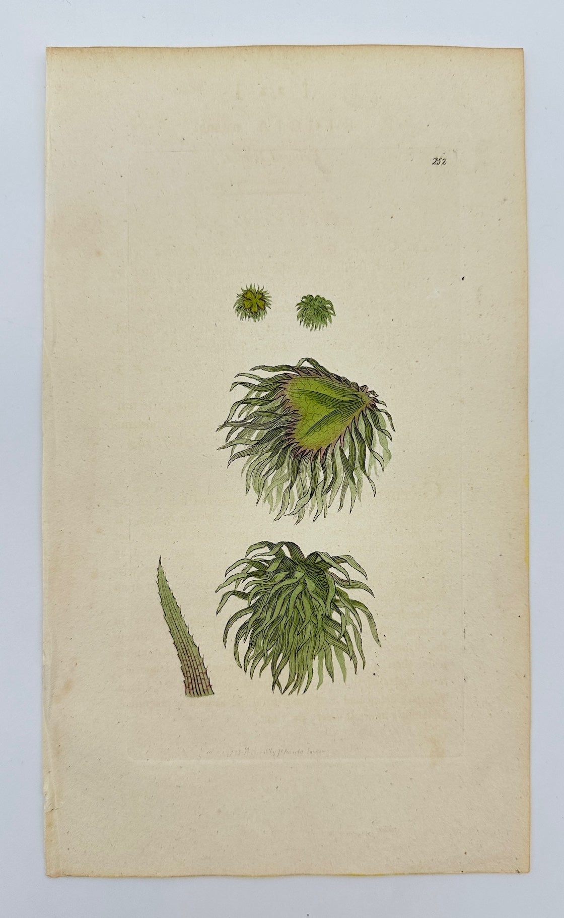 Antique Print - James Sowerby - Riccia Natans - Floating Crystalwort - F1