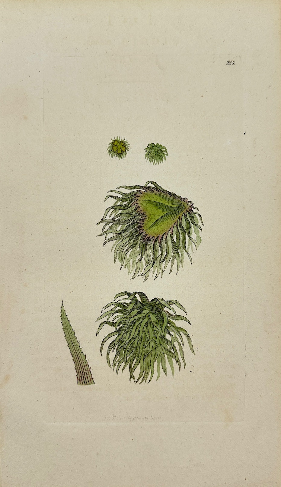 Antique Print - James Sowerby - Riccia Natans - Floating Crystalwort - F1