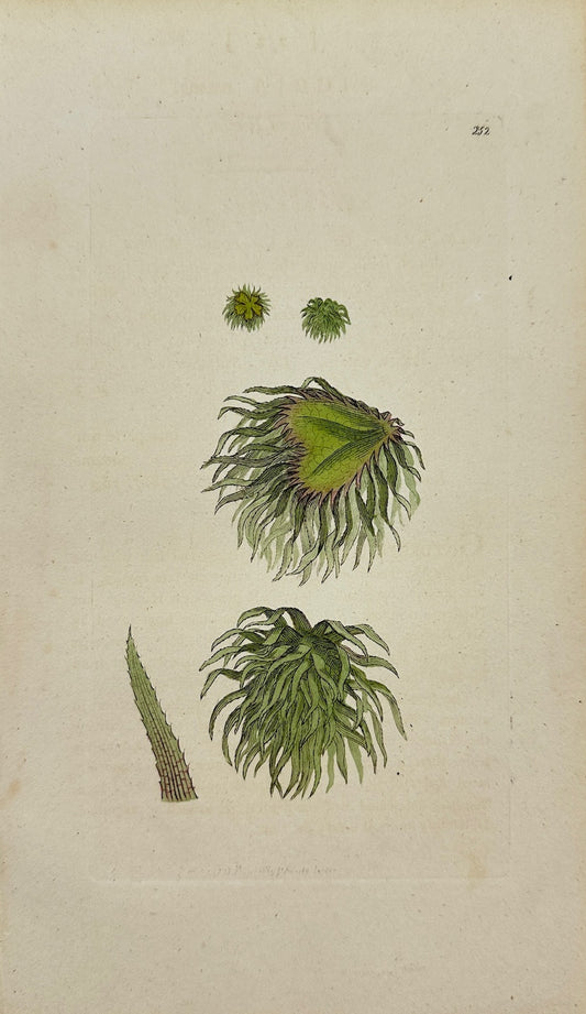Antique Print - James Sowerby - Riccia Natans - Floating Crystalwort - F1