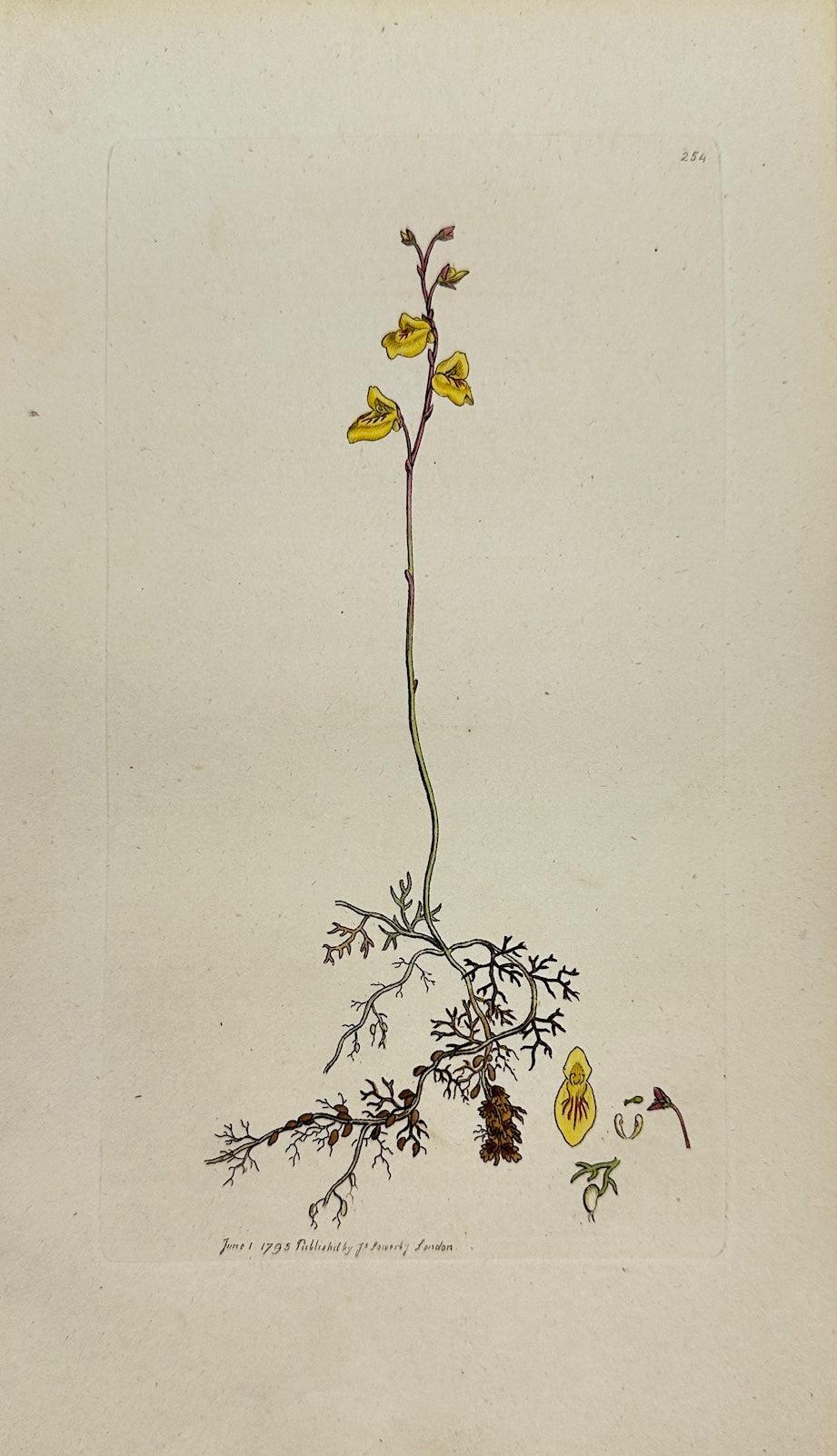 Antique Print - James Sowerby - Utricularia Minor - Lesser Bladderwort - F1