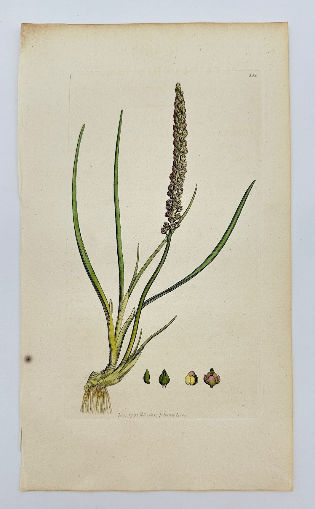 Antique Print - James Sowerby - Triglochin Maritimum - Sea Arrowgrass - F1