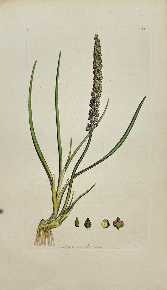 Antique Print - James Sowerby - Triglochin Maritimum - Sea Arrowgrass - F1