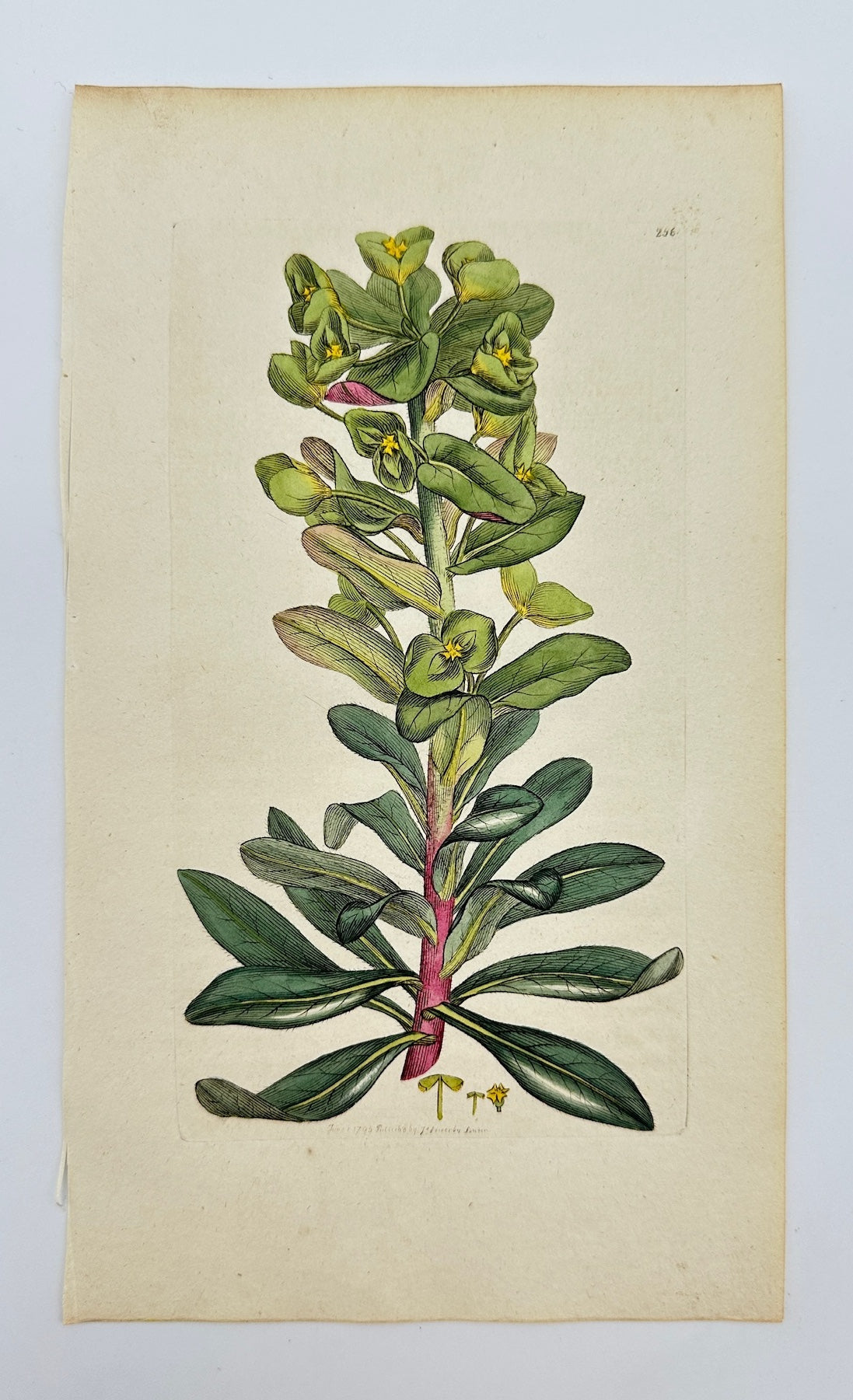 Antique Print - James Sowerby - Euphorbia Amygdaloides - Sood Spurge - F1