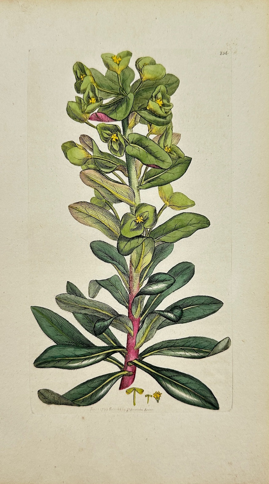 Antique Print - James Sowerby - Euphorbia Amygdaloides - Sood Spurge - F1
