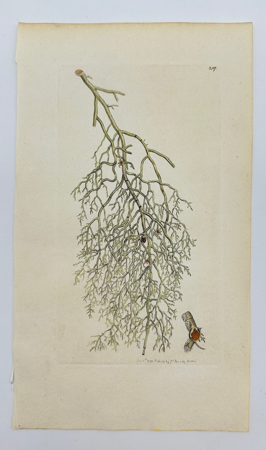 Antique Botanical Print - James Sowerby - Lichen Plicatus - Folded Lichen - F1