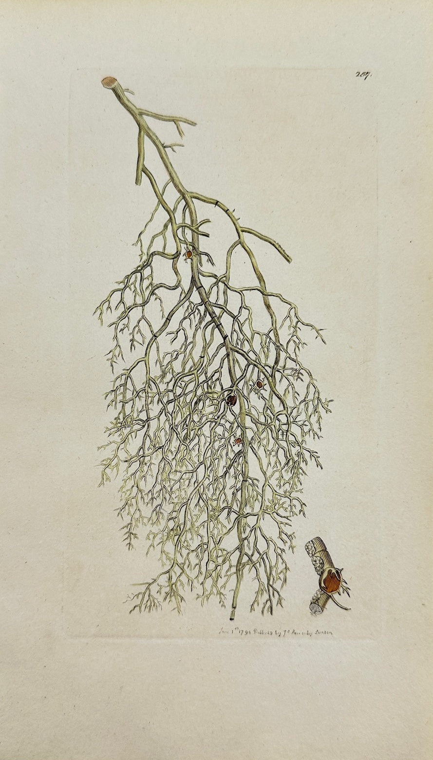 Antique Botanical Print - James Sowerby - Lichen Plicatus - Folded Lichen - F1