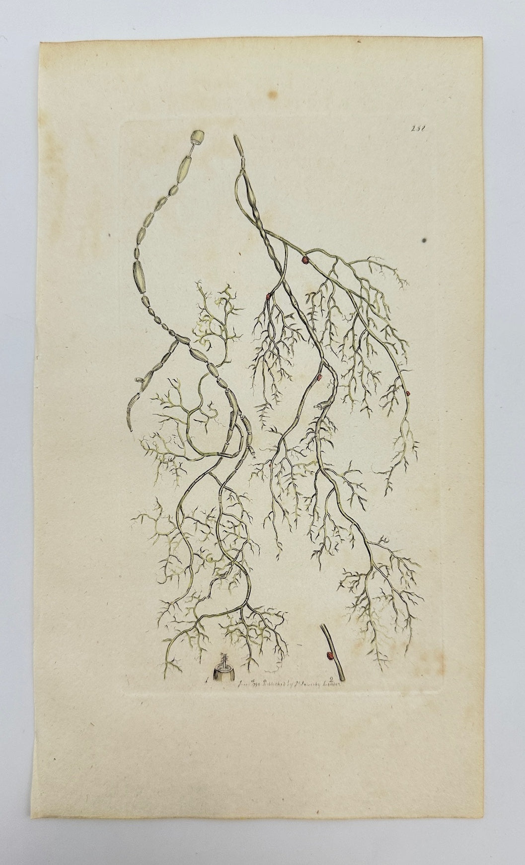 Antique Print - James Sowerby - Lichen Articulatus - Jointed Lichen - F1