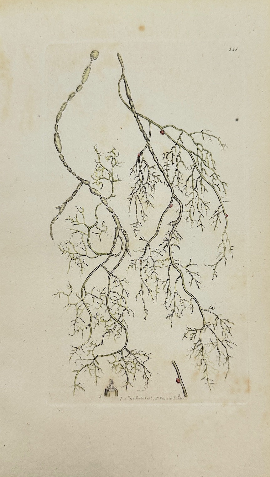 Antique Print - James Sowerby - Lichen Articulatus - Jointed Lichen - F1
