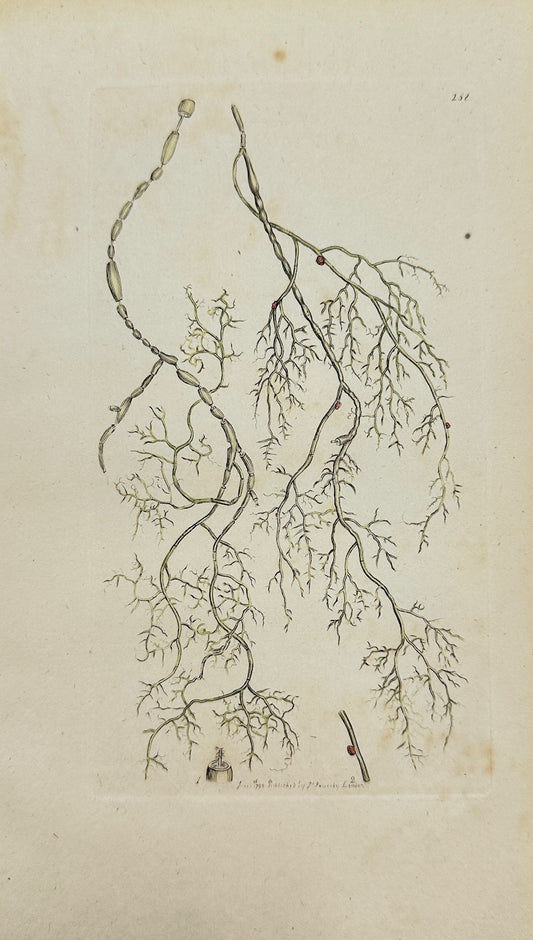 Antique Print - James Sowerby - Lichen Articulatus - Jointed Lichen - F1