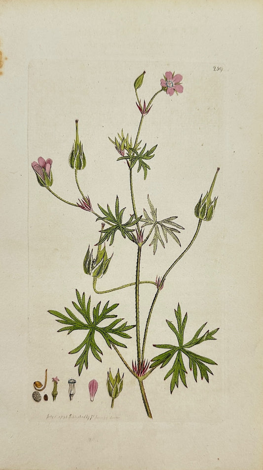 Antique Print - Sowerby - Geranium Columbinum - Long-stalked Cranesbill - F1