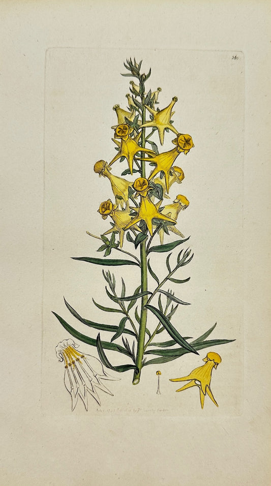 Antique Print - James Sowerby - Antirrhinum Linaria - Toadflax Snapdragon - F1