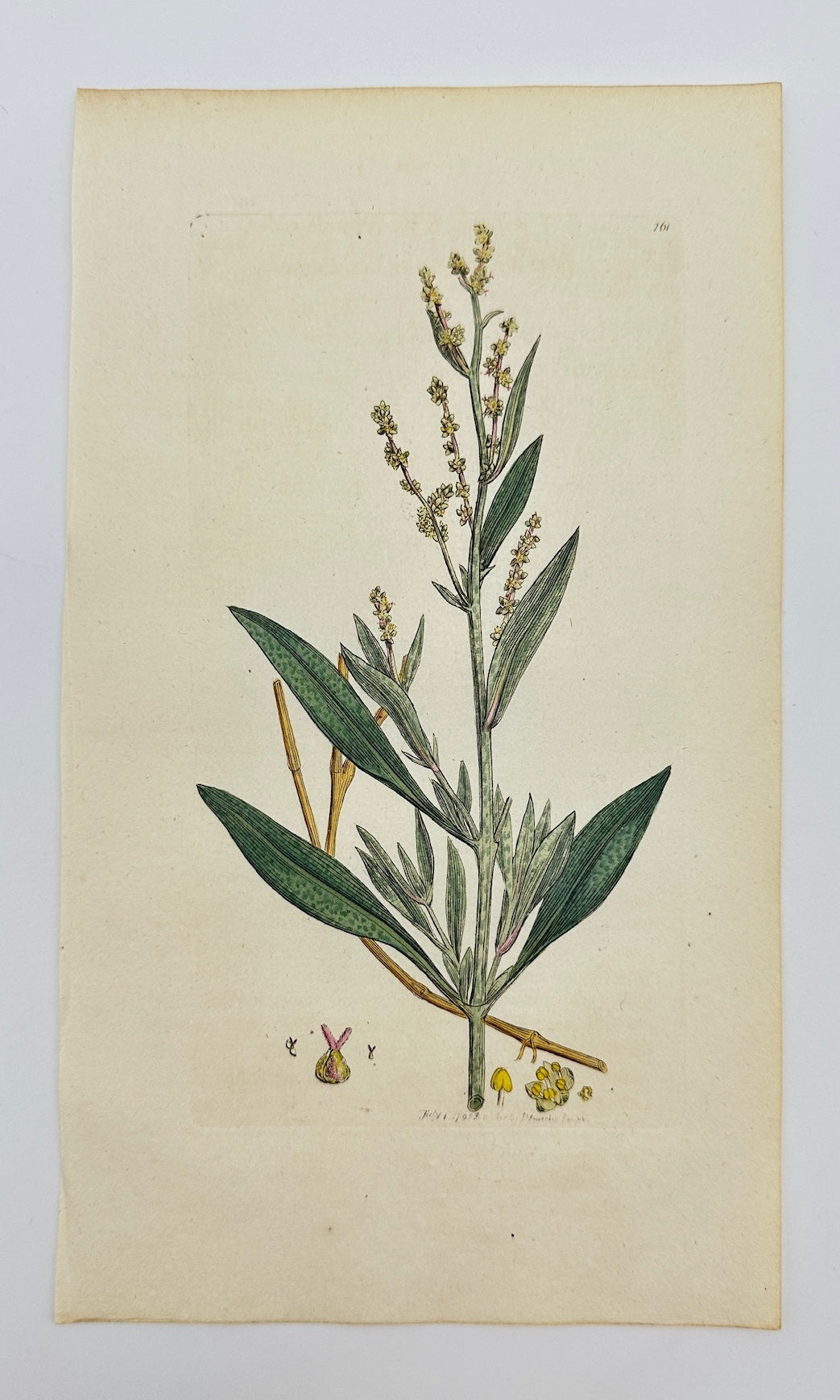 Antique Print - James Sowerby - Atriplex Portulacoides - Sea Purslane - F1