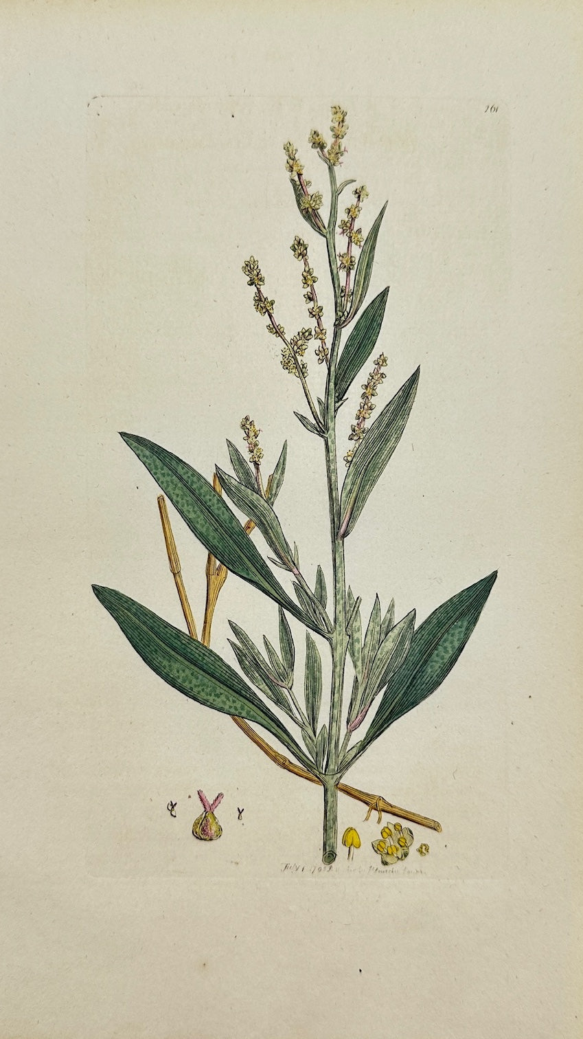 Antique Print - James Sowerby - Atriplex Portulacoides - Sea Purslane - F1