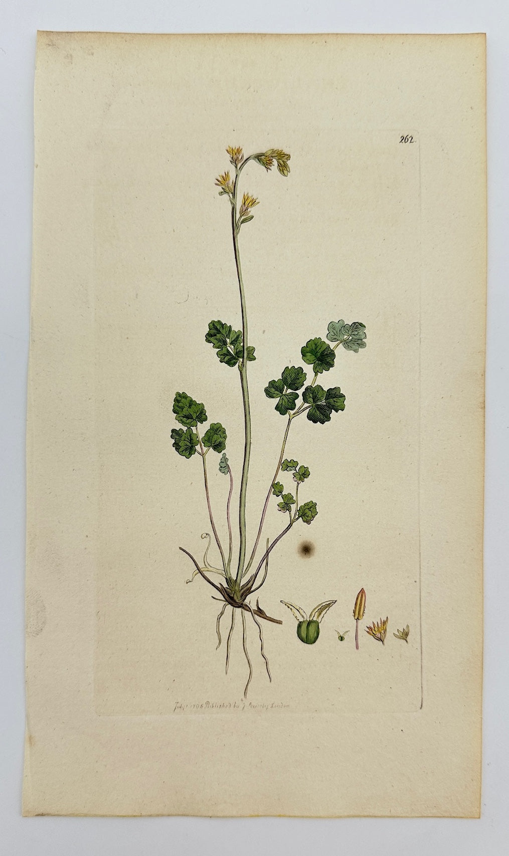 Antique Print - James Sowerby - Thalictrum Alpinum - Alpine Meadow-rue  - F1