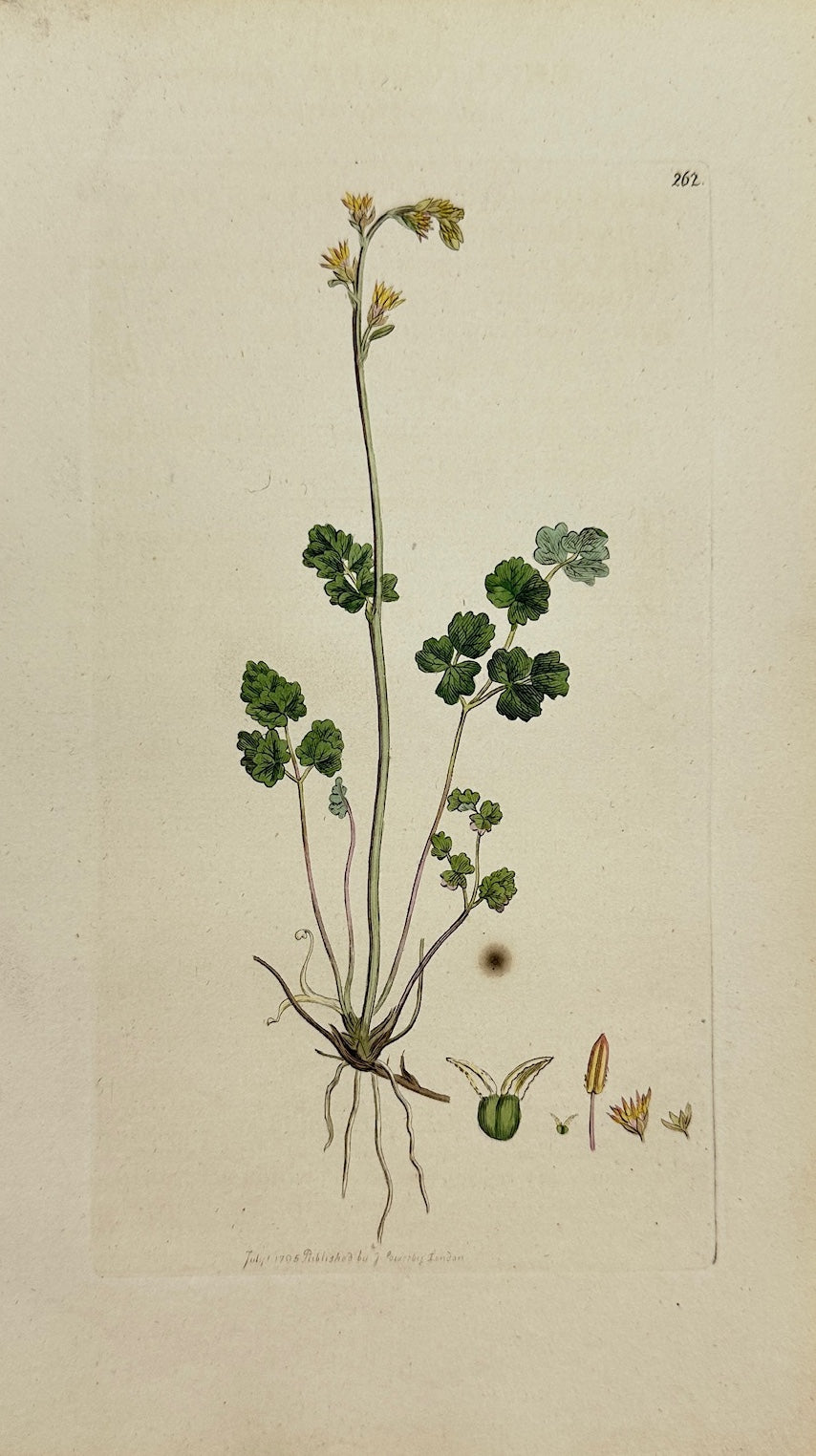 Antique Print - James Sowerby - Thalictrum Alpinum - Alpine Meadow-rue  - F1