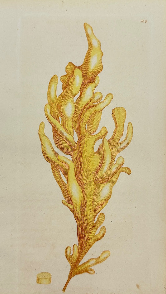Antique Print - James Sowerby - Ulva Diaphana - Transparent Sea Lettuce  - F1