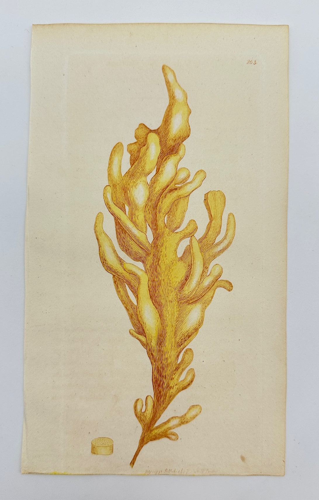 Antique Print - James Sowerby - Ulva Diaphana - Transparent Sea Lettuce  - F1