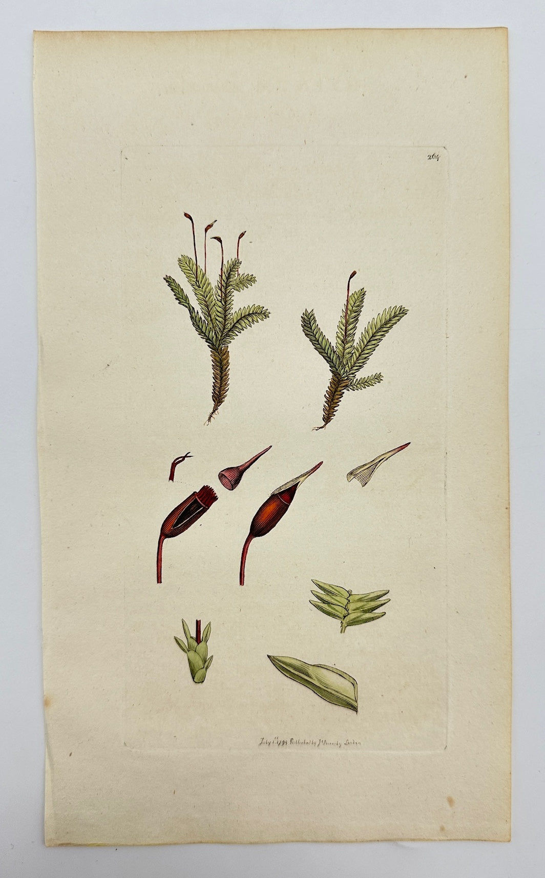 Antique Print - James Sowerby - Hypnum Adiantoides - Fern-like Hypnum Moss - F1