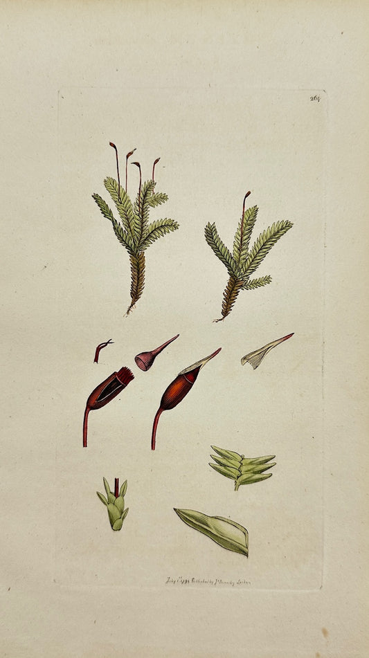 Antique Print - James Sowerby - Hypnum Adiantoides - Fern-like Hypnum Moss - F1