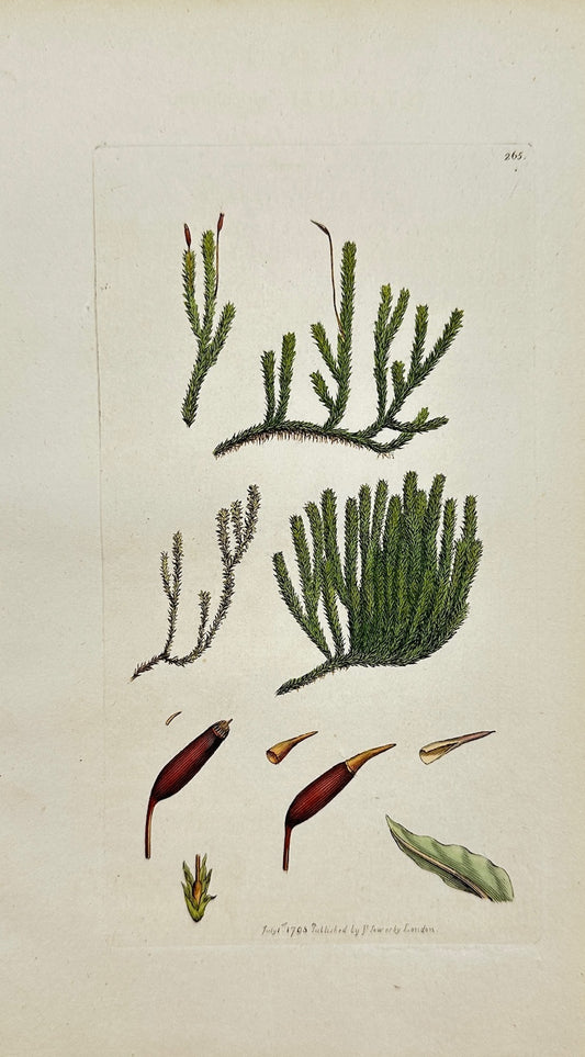 Antique Print - James Sowerby - Hypnum Viticulofum - Grapevine Hypnum Moss - F1