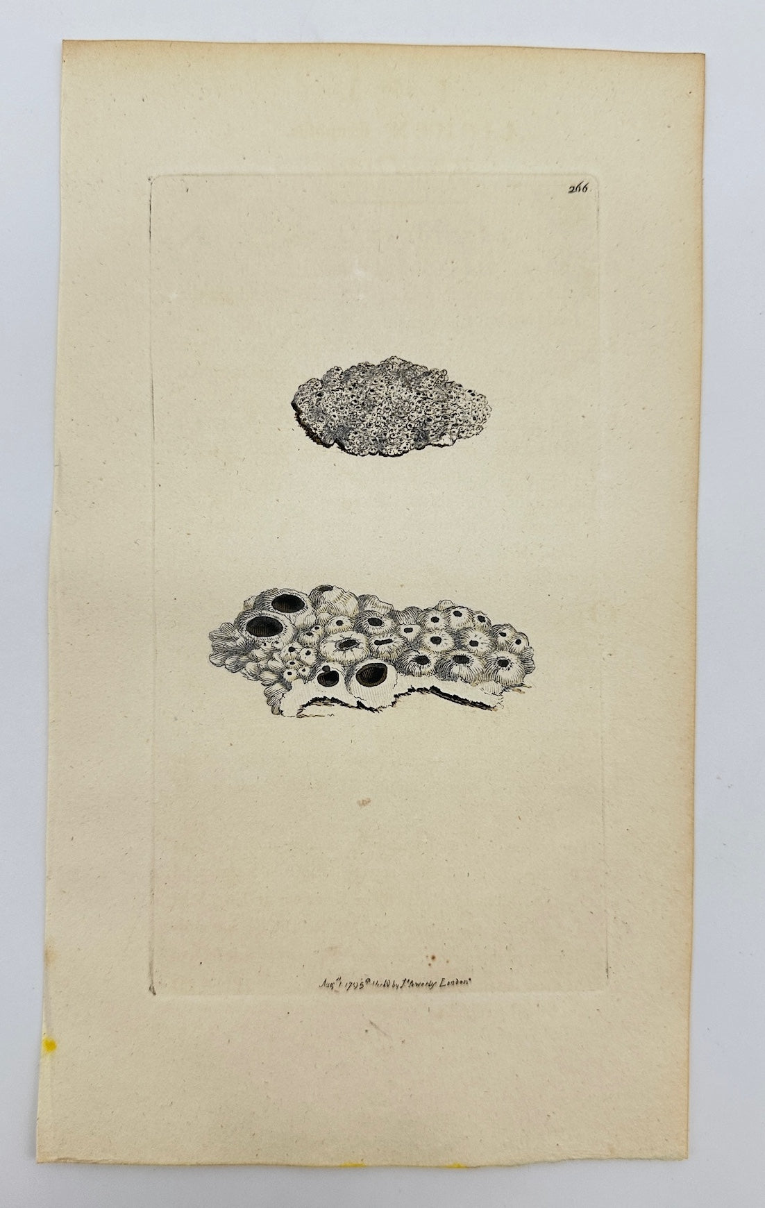 Antique Print - James Sowerby - Lichen Fruticulosus - Shrubby Lichen - F1