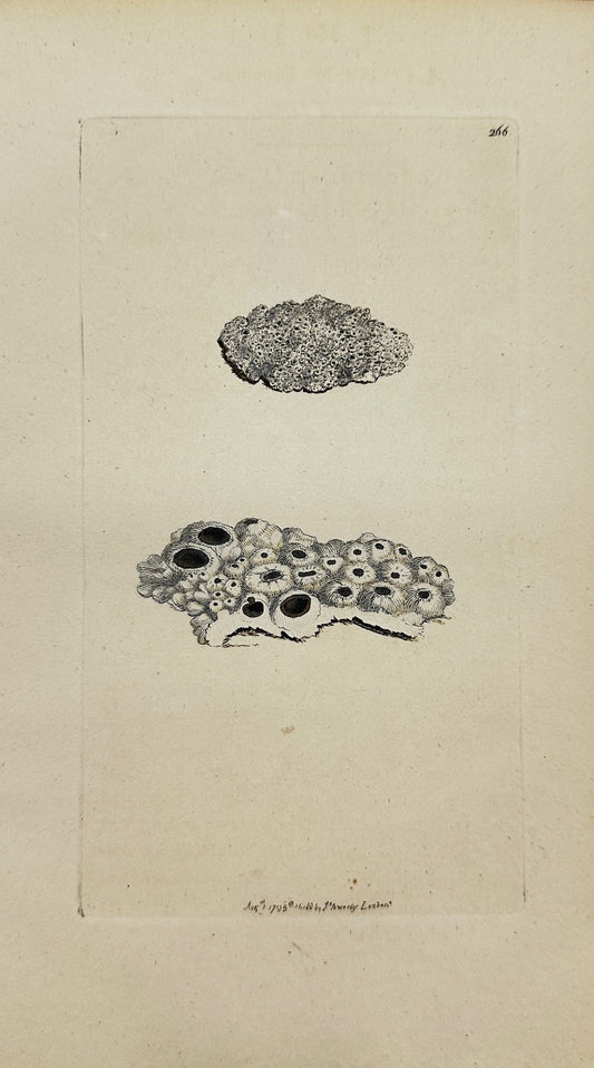 Antique Print - James Sowerby - Lichen Fruticulosus - Shrubby Lichen - F1